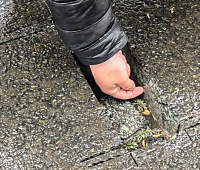 Депутаты контролируют реализацию нацпроекта «Безопасные качественные дороги» в Петропавловске