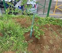 Молодые деревья высадили на улице Дальняя