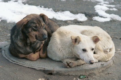 Депутаты Городской Думы выступают за изменение федерального законодательства в сфере обращения с безнадзорными животными